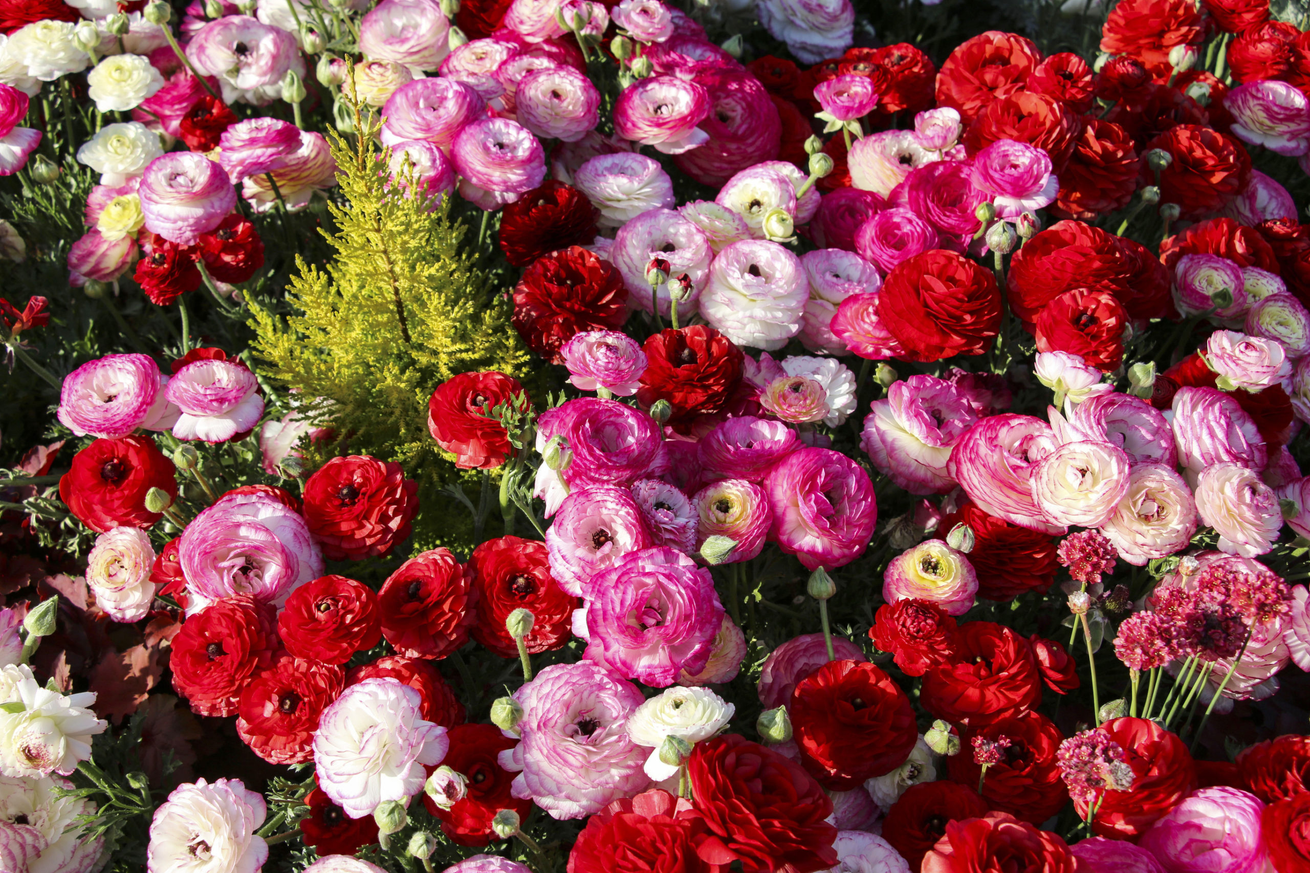 ranunculus field