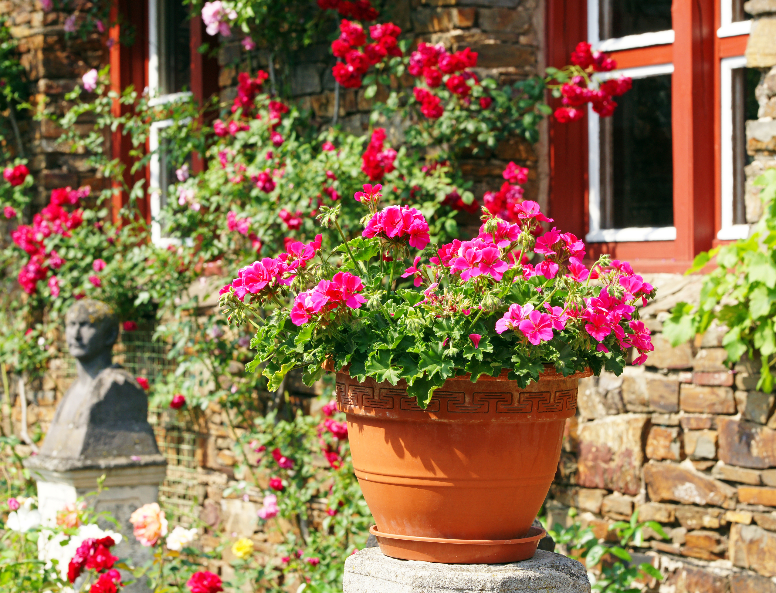 geranium in summer garden