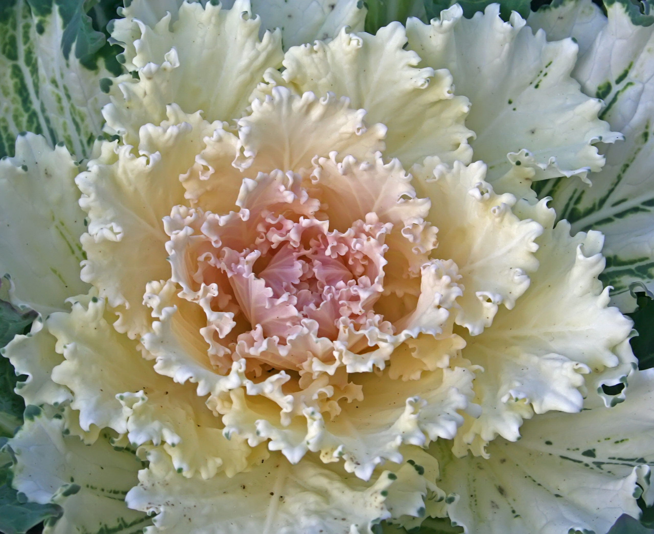 ornamental winter kale