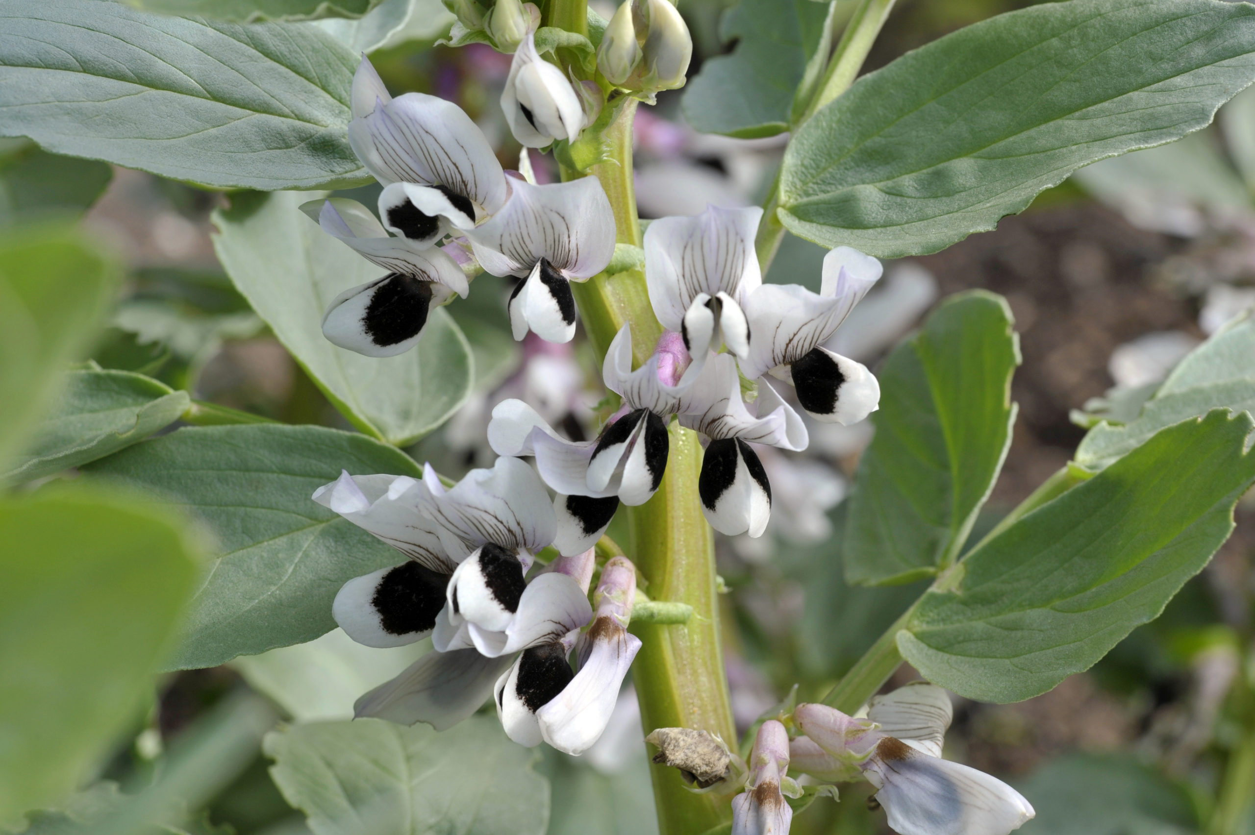 fava bean stalk