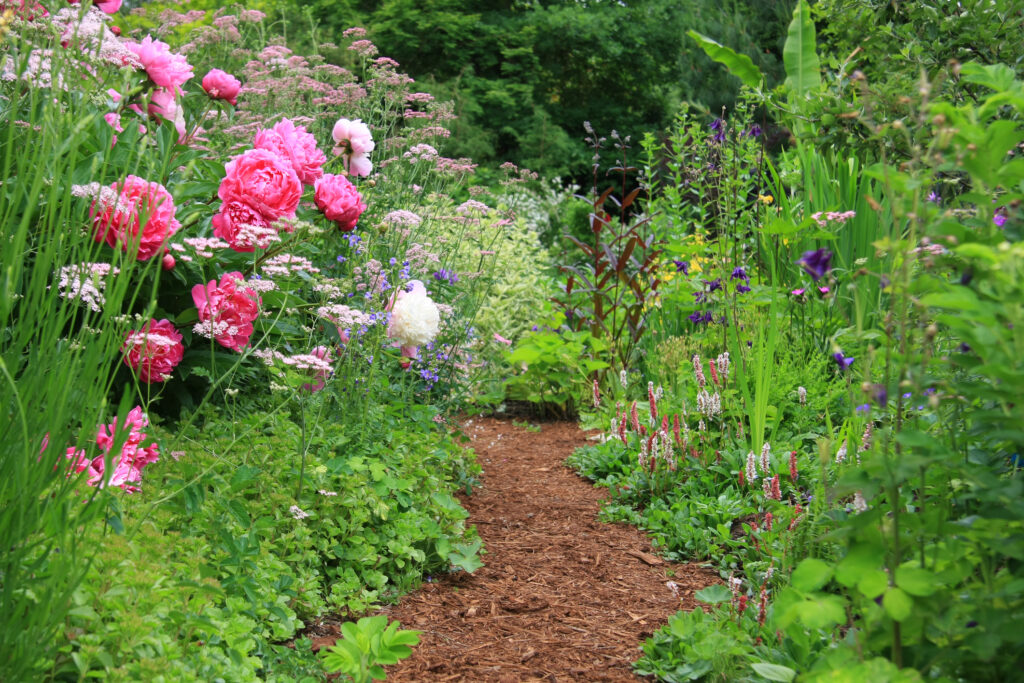 Roses, foxglove and other flowers and grasses in 2023 garden trend English cottage garden with path