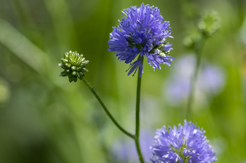 California globe gilia