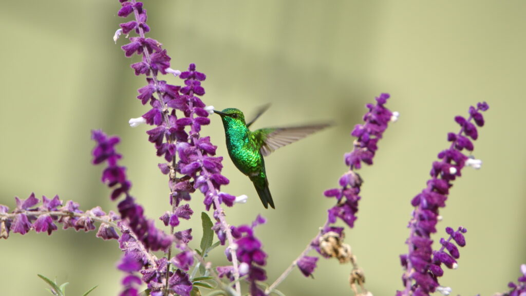 California hummingbird sage