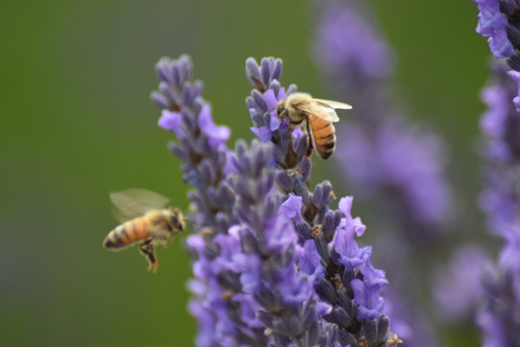 Lavender pollinator plant and drought tolerant plant being visited by bees
