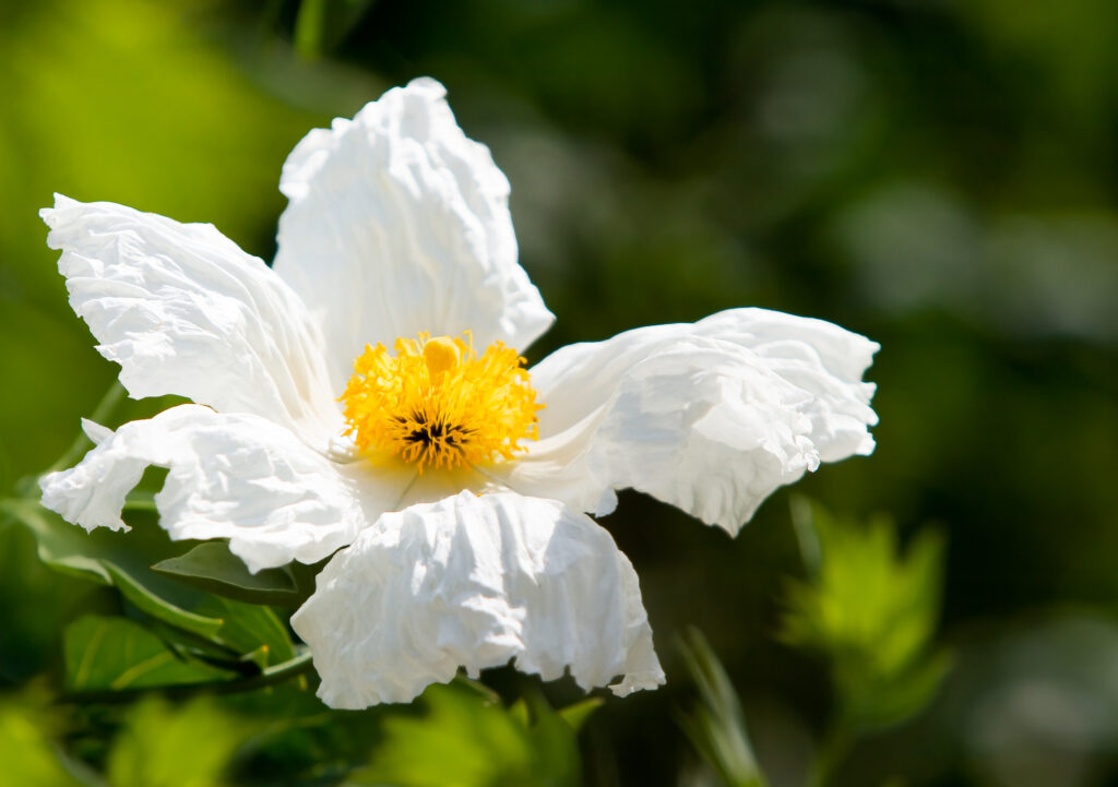 Close up of a drought tolerant California Matilija poppy 