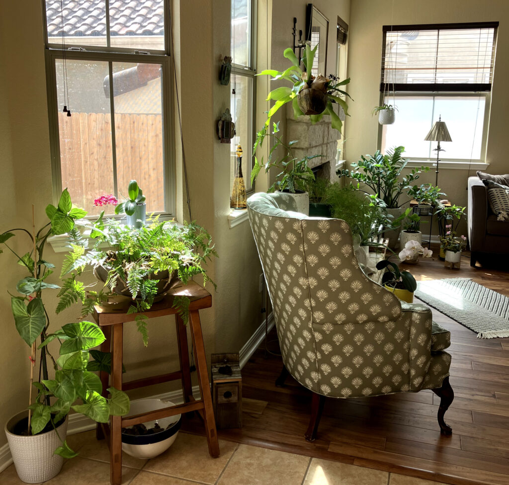 Garden trend for indoor plants in the living space for an intimate indoor conservatory
