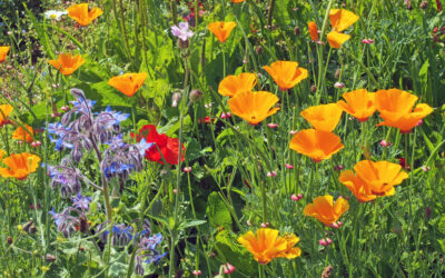 drought tolerant California poppy