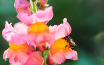 Six Things to do in Your Northern California Garden in October