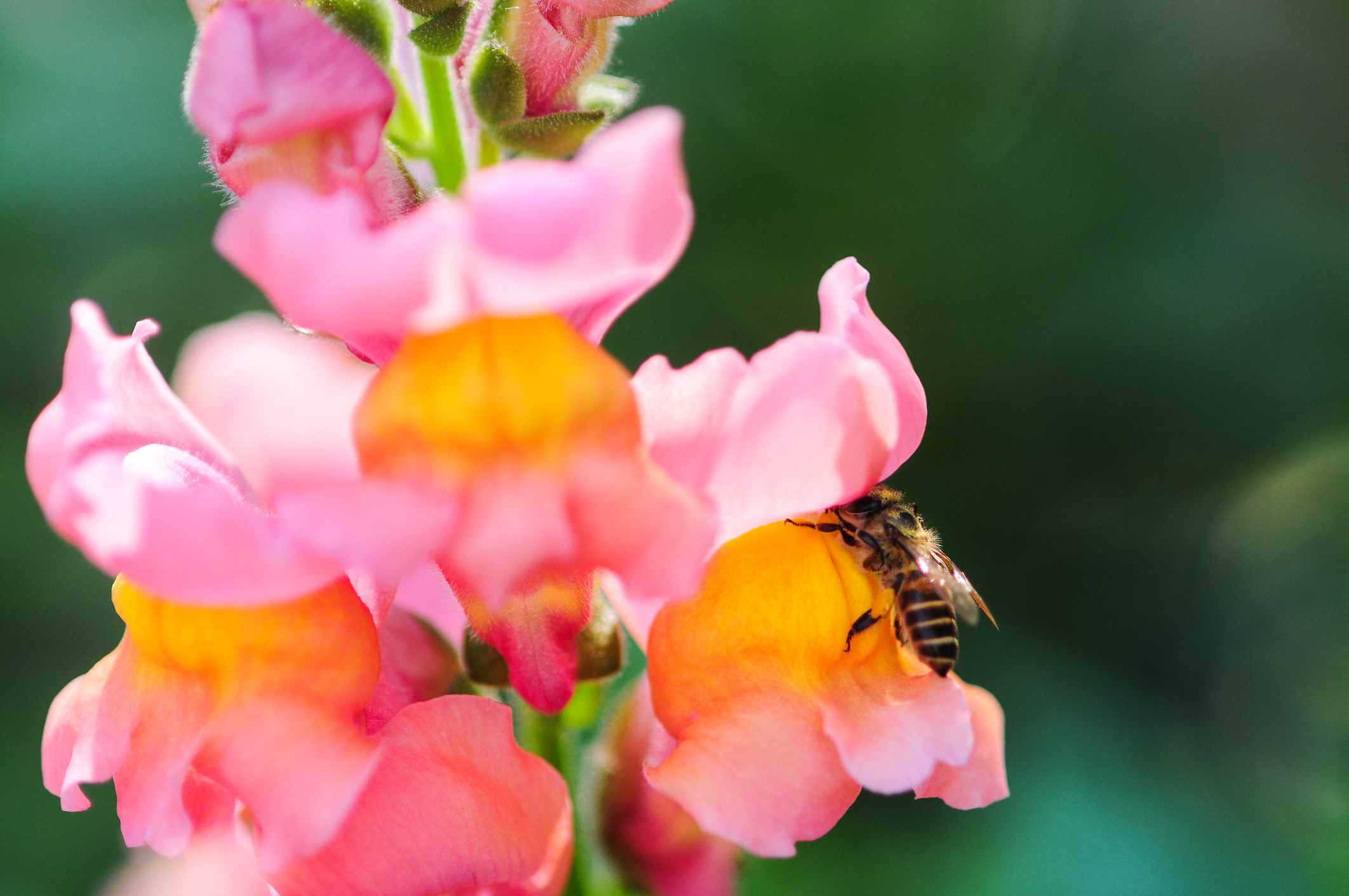 SNAPDRAGON AND BEE
