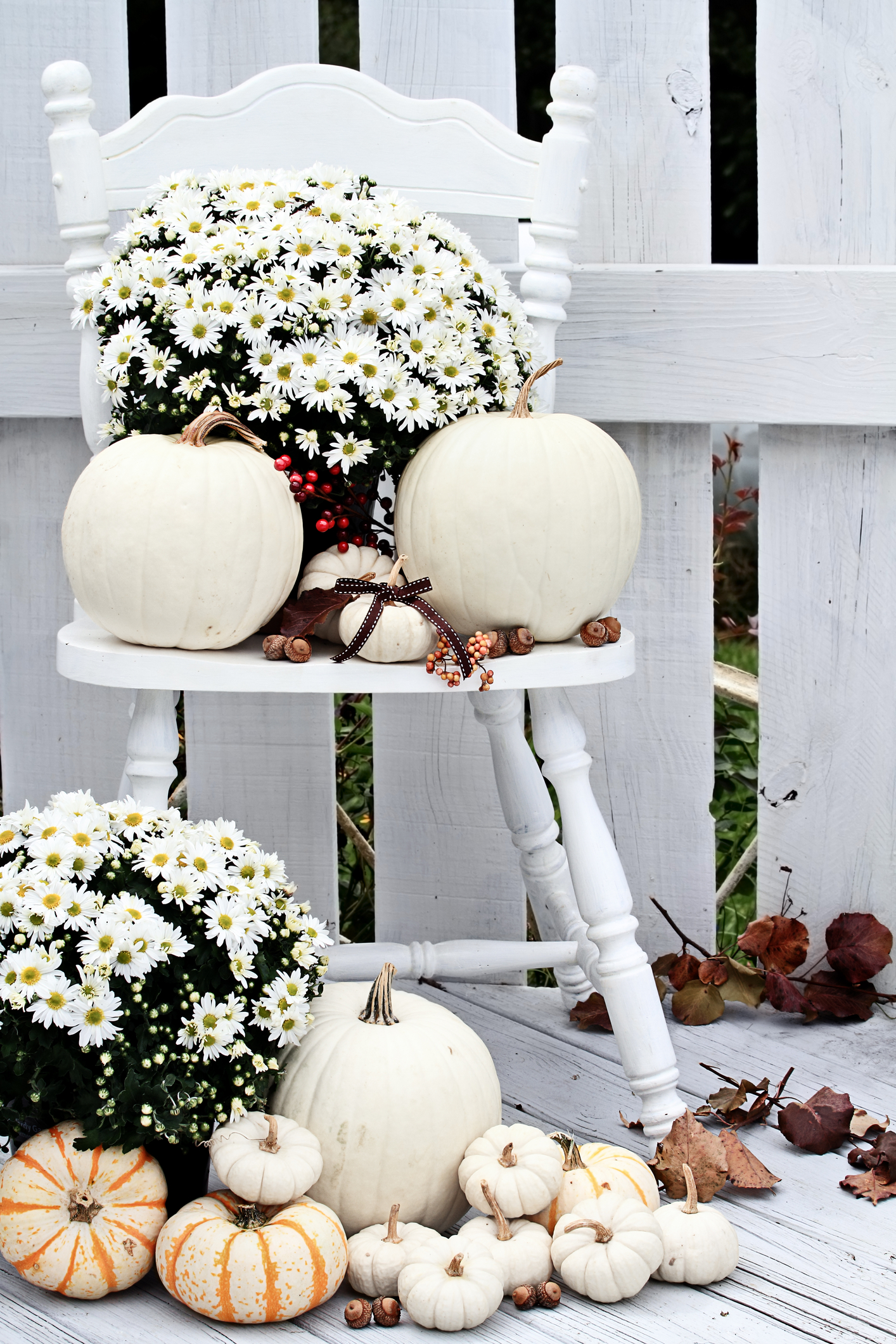 All white for fall decorations, white pumpkins and mums  on a white chair