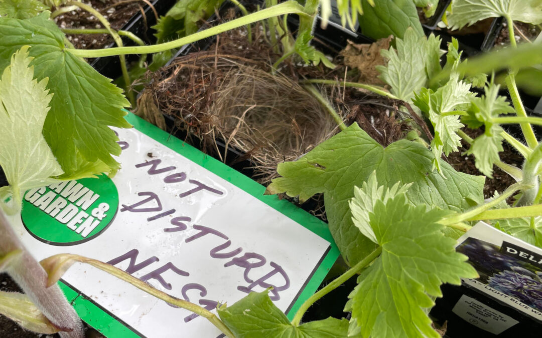 Springtime Gardening in Redwood City