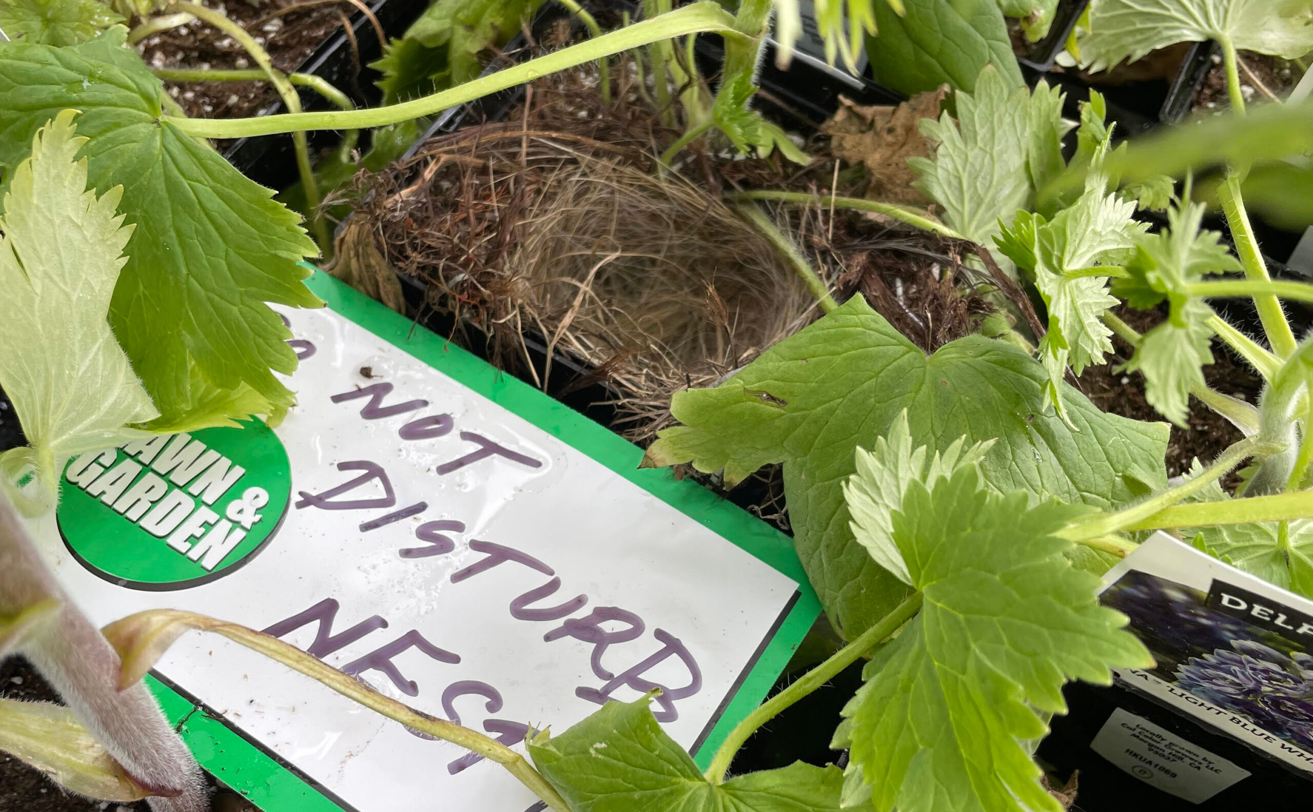 hummingbird nest hassett redwood city garden center